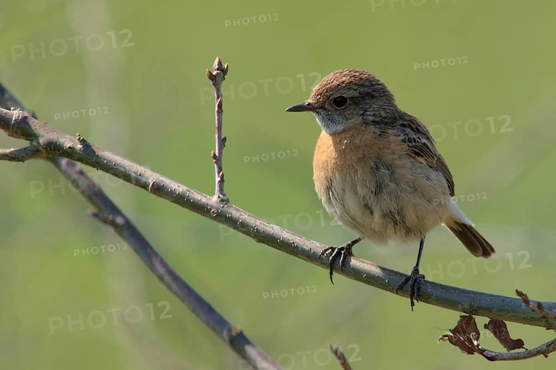 Stonechat (Saxicola rubicola)