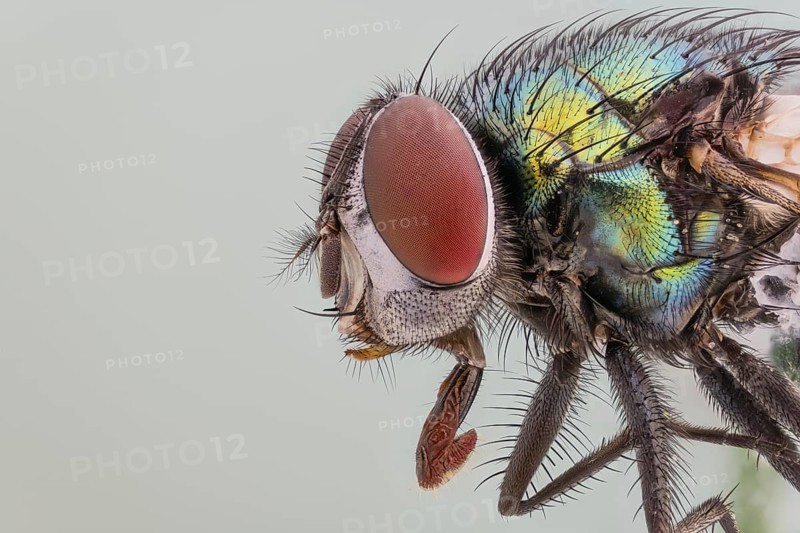 Golden fly (Lucilia sericata)