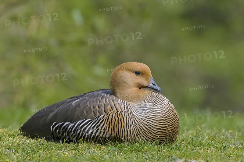 Female Magellanic Goose (Chloephaga picta)