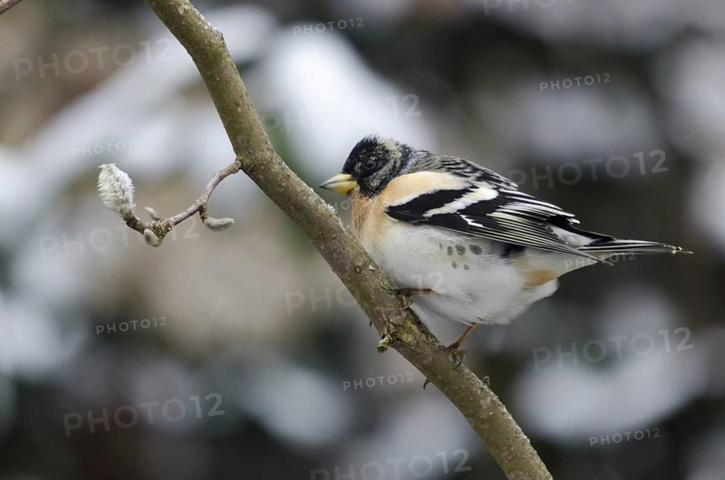 Brambling (Fringilla montifringilla)