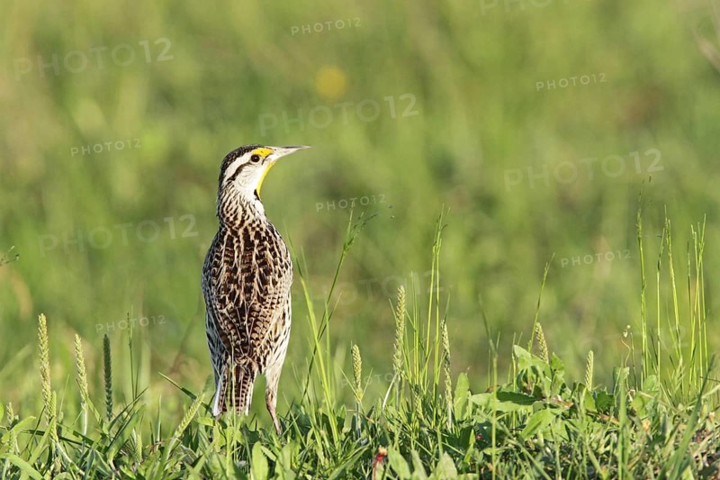 Eastern Meadowlark (Sturnella magna)