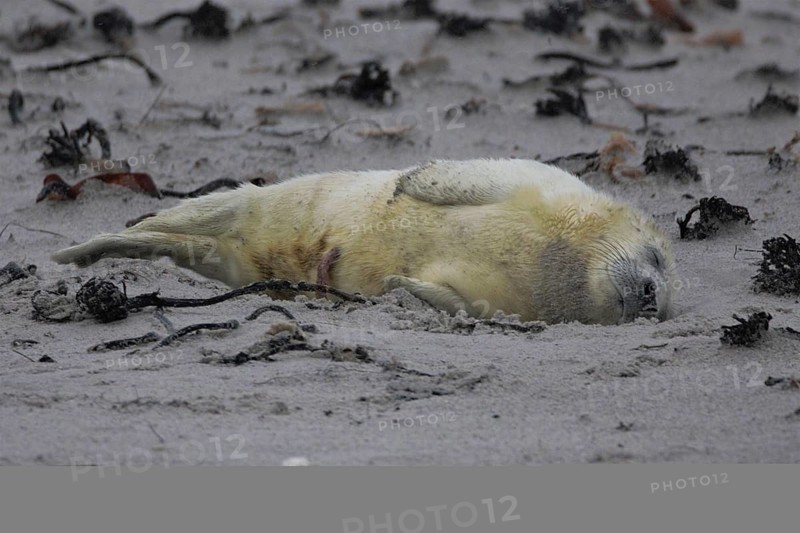 Grey seal (Halichoerus grypus)