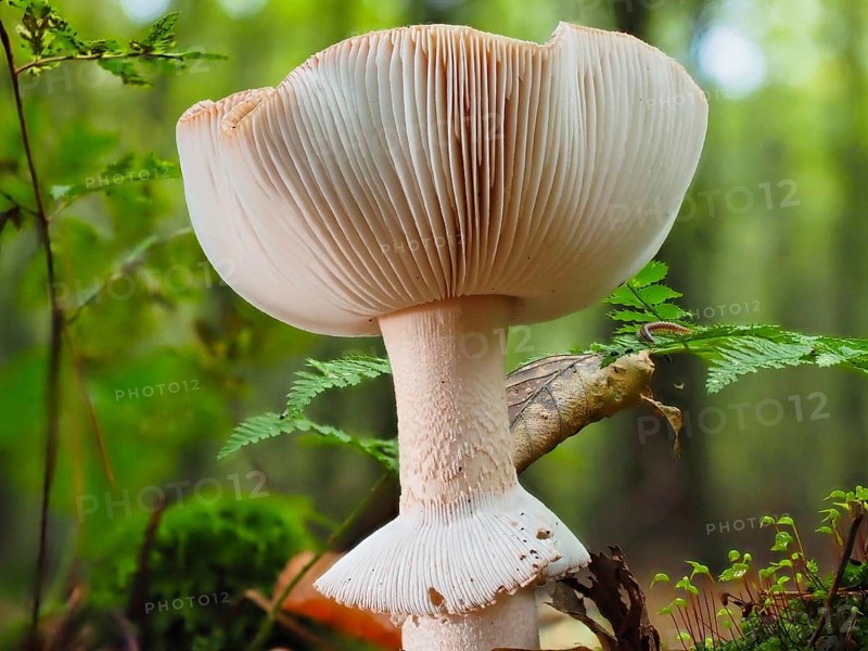 Mushroom Grey spotted amanita (Amanita excelsa), blurred background, North Rhine-Westphalia, Germany, Europe