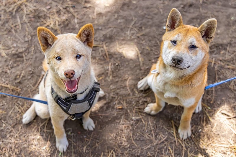 Two red Shiba Inu dogs are seen sitting side by side in the park. One mature canine and a young puppy pose for portrait with copy space below
