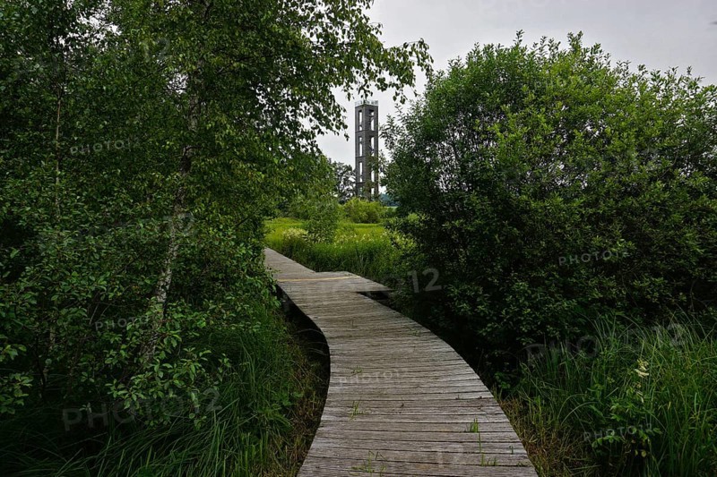 Bannwaldturm im Pfrunger-Burgweiler Ried in Oberschwaben, Baden-Württemberg, protected forest tower at the Pfrunger-Burgweiler reedy marsh in Upper Swabia, Baden-Württemberg