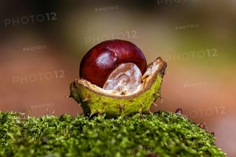 Chestnut in a shell on a moss