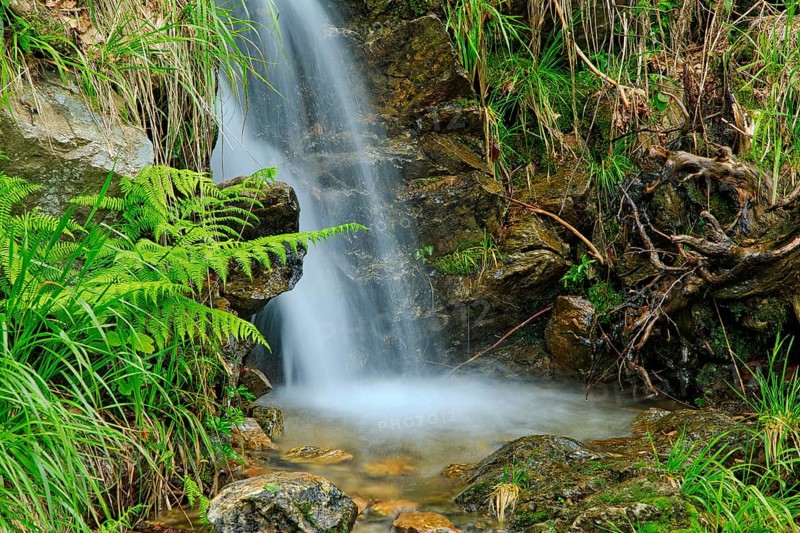 A small waterfall falls over rocky terrain, surrounded by ferns and roots, Fahler Wasserfall, Todtnau, Black Forest, Baden- Württemberg, Germany, Europe