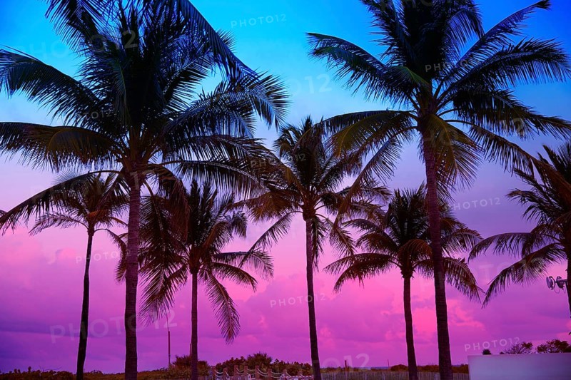 Miami Beach South Beach sunset palm trees in Ocean Drive Florida