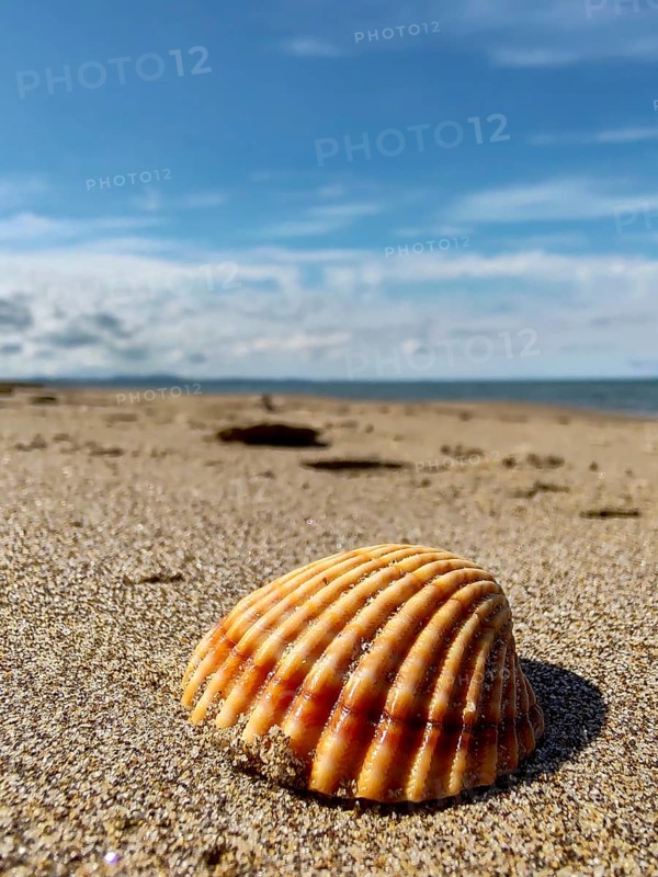 Shell on a beach of the mediterranean sea