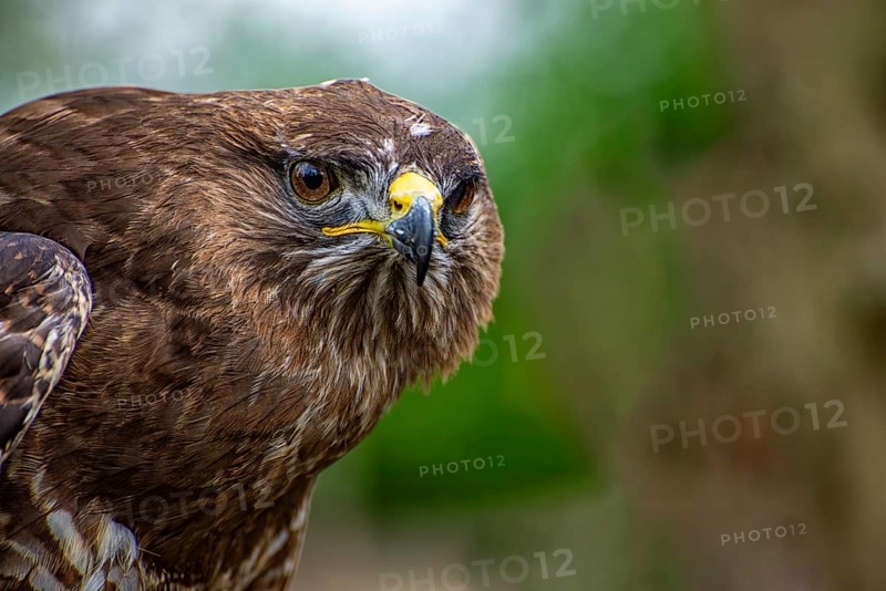 Close-up of the head of an hawk