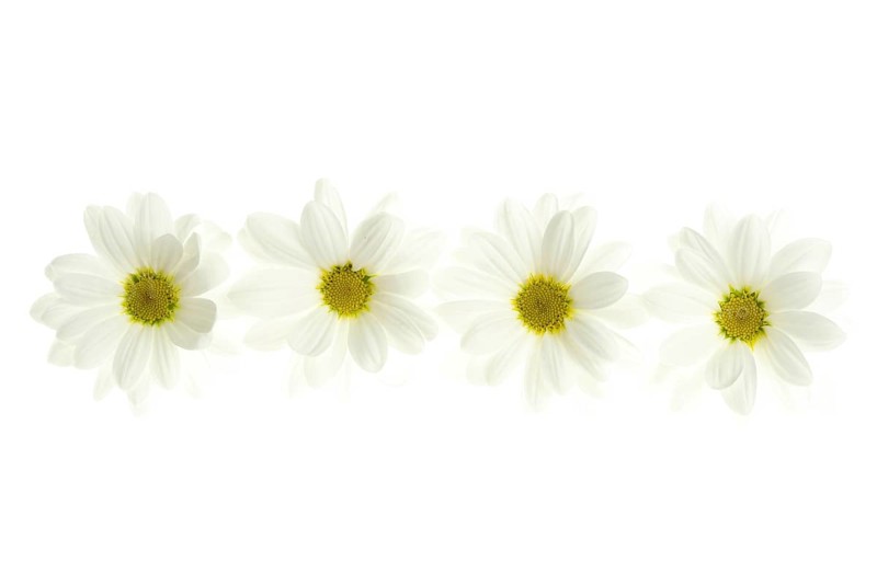 Four white daisy flower isolated on white background