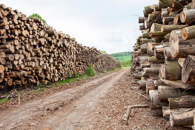 Pile of beech wood, Germany, Europe