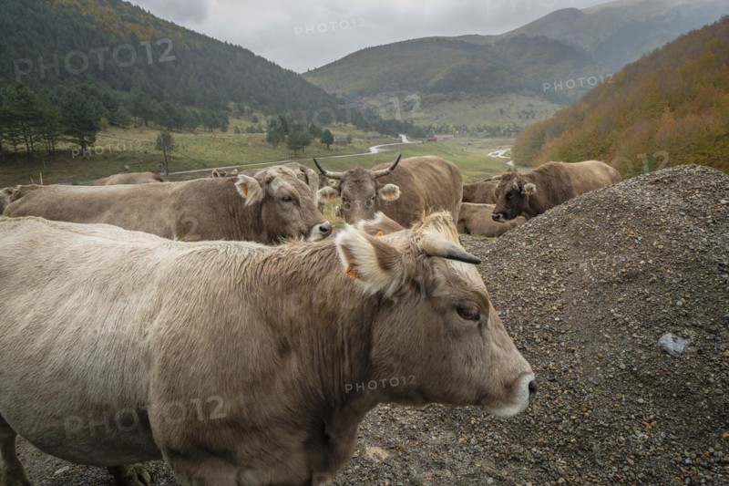 Vacas en el corredor verde del río Veral, valles occidentales, cordillera pirenaica, provincia de Huesca, Aragón, España, Europa