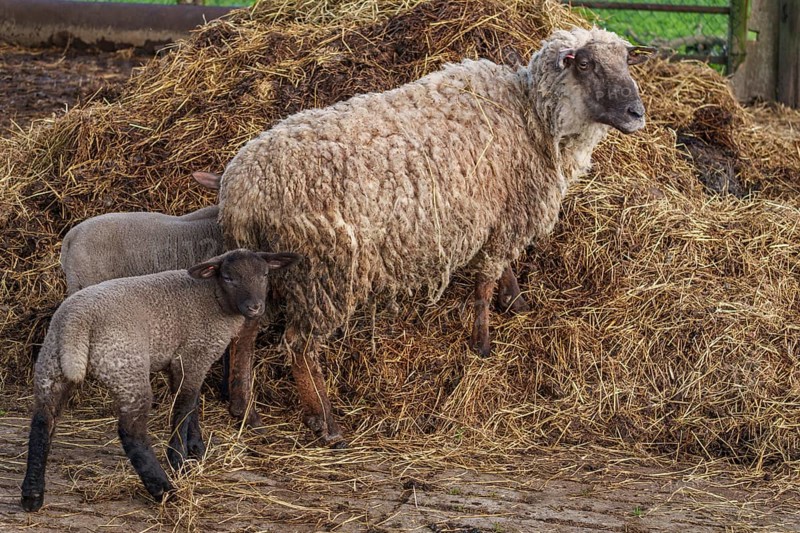 A sheep with two lambs standing on a heap of straw on a farm, weseke, münsterland, germany