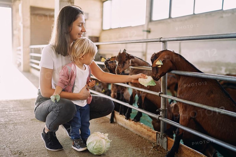 Mom and little girl are feeding cabbage leaves to goatlings through the fence.