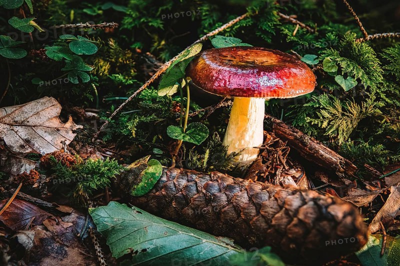 Russula paludosa is an edible species of mushroom within the large genus Russula. It is common to Europe and North America