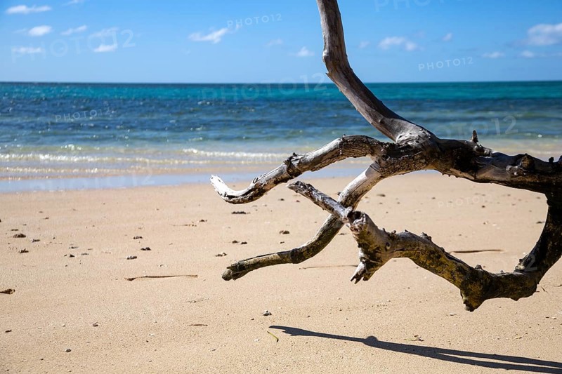 Withered tree on white sandy beach with blue sea in paradise