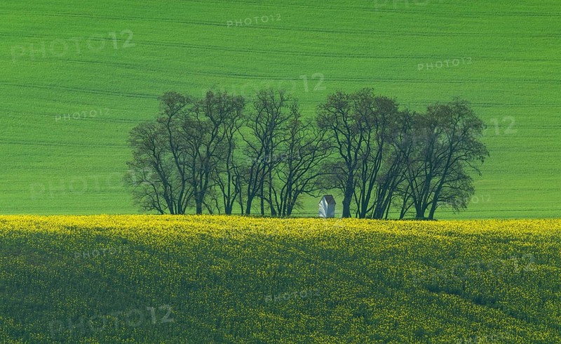 The small white Santa Barbara chapel surrounded by rape and wheat fields. Beautiful abstract colorful landscape with rolling hills in South Moravia, Czech Republic, Europe