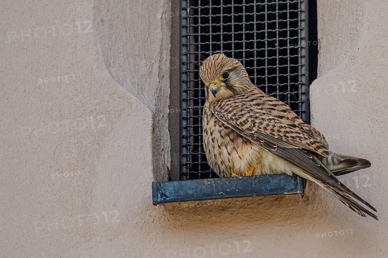 Curious looking female Common Kestrel (Falco tinnunculus) in a window opening with bars, Jesuit Church, Straubing, Lower Bavaria