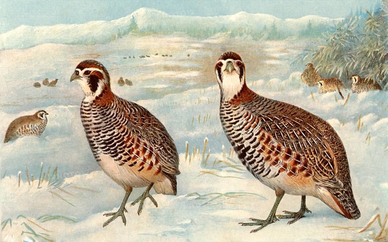 Painting of Partridge, black breasted, china bateya (Hindi Name)