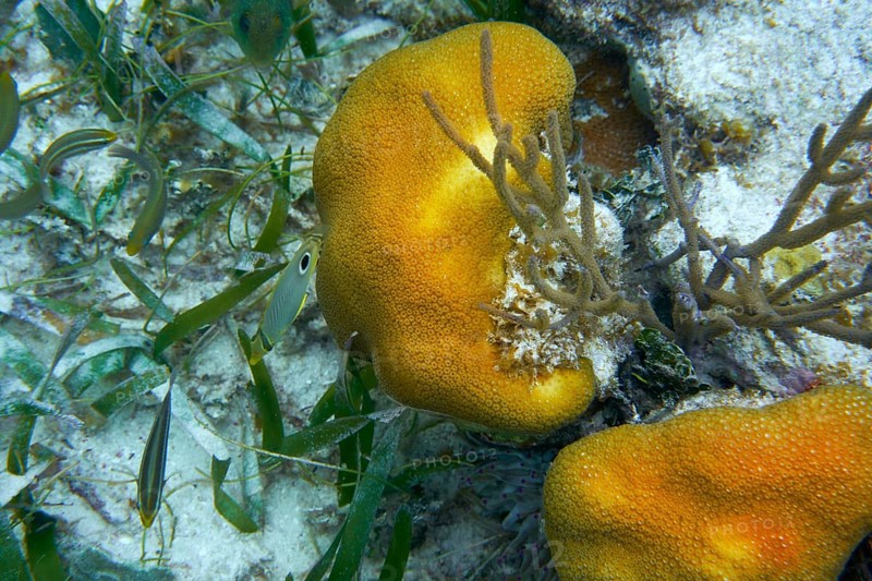 Mesoamerican barrier Great Mayan Reef in Riviera Maya of Caribbean Mexico