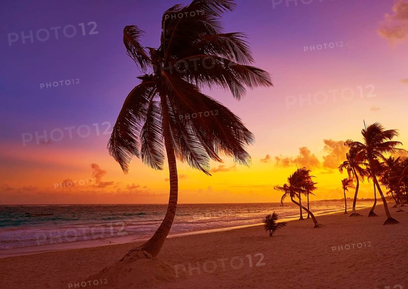 Tulum beach sunset palm tree in Riviera Maya at Mayan Mexico