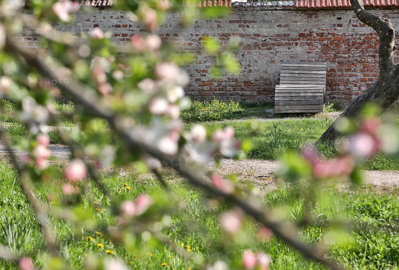 Wooden outdoor lounger on a historic wall, green meadow and blossoming fruit tree branches in spring, Burghausen, Upper Bavaria, Bavaria, Germany, Europe