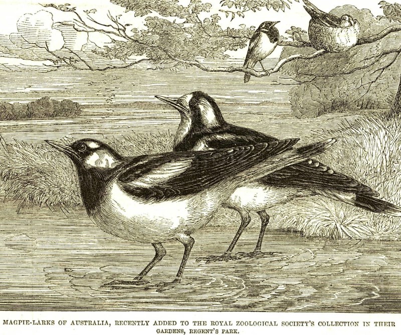 Lithographs magpie larks australia recently added royal zoological society's collection gardens regent's park I L News