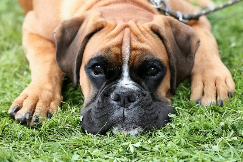 Sad Deutscher Boxer on a green grass lawn