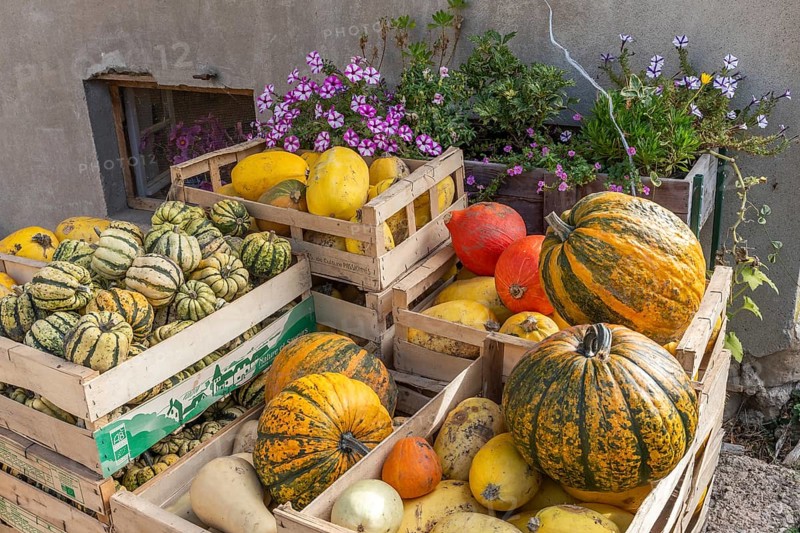 Crates filled with pumpkins and different squashes on an organic farm. Bas-Rhin, Collectivite europeenne d'Alsace, Grand Est, France, Europe