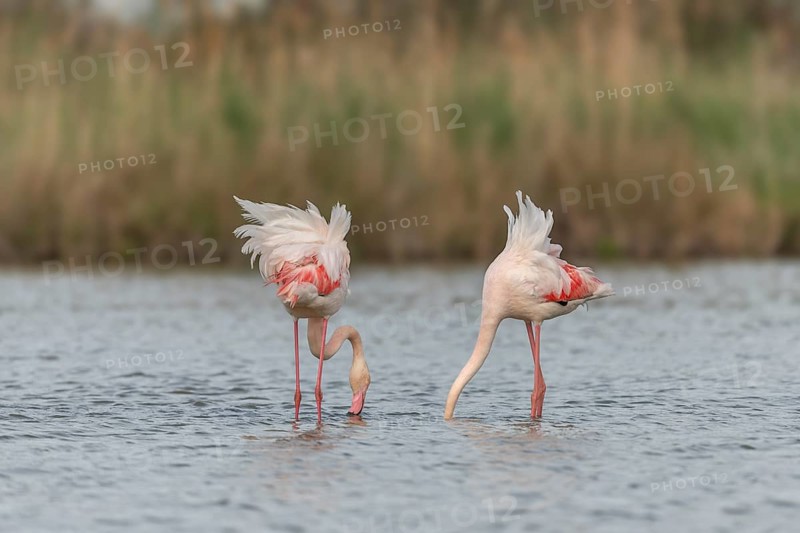 Two flamingos (Phoenicopterus roseus) eating in a pond in a natural reserve. Saintes Maries de la Mer, Parc naturel regional de Camargue, Arles, Provence Alpes Cote d'Azur, France, Europe