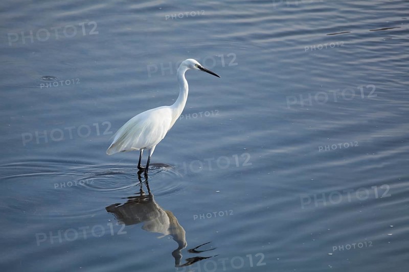 Heron in Ria Formosa, Faro, Algarve, Portugal, Europe