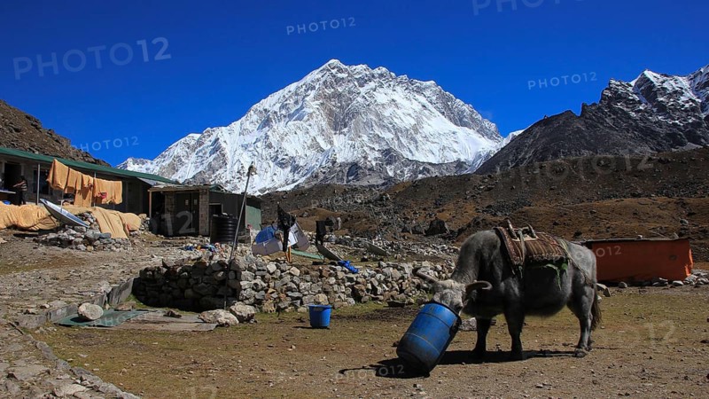 Dzo, cross breed between a cow and yak, used to transport goods in the Himalayas