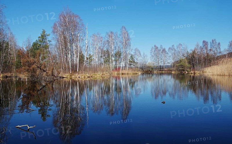 Protected forest forest at a moorland lake in the Pfrunger Ried near Wilhelmsdorf