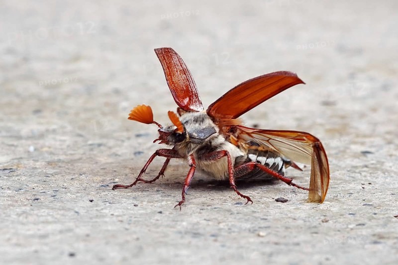 Cockchafer in front of take-off with folded up coverts and unfolded wings