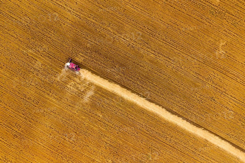 Aerial top view of combine harvester working in golden wheat field