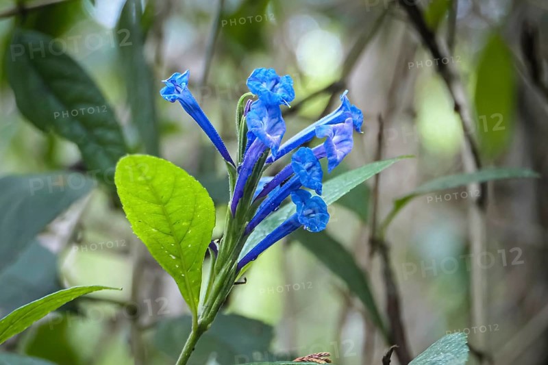 Close-up of blue blossoms against green defocused background, Serra da Mantiqueira, Atlantic Forest, Itatiaia, Brazil, South America