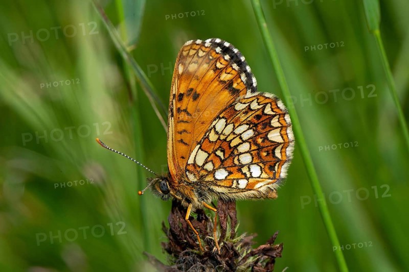Valerian Spotted Fritillary, Silver Spotted Fritillary butterfly with closed wings sitting on a red flower, looking left