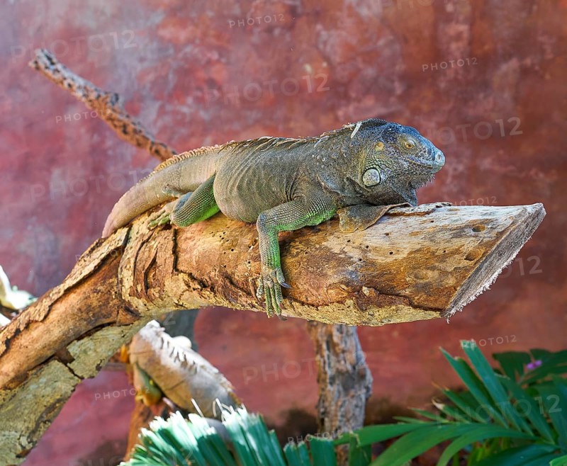 Mexican iguana Iguanidae on a tree trunk in Riviera Maya