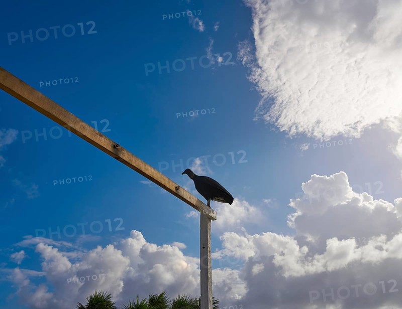 Zopilote buzzard bird in San Martin at Cozumel island of Mexico