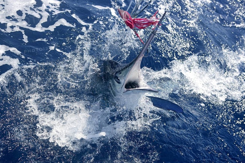 Atlantic white marlin big game sport fishing over blue ocean saltwater