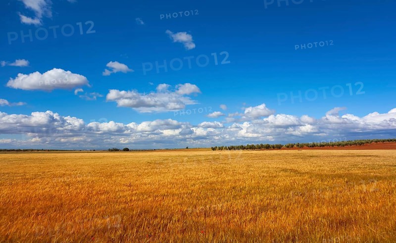 Castile La Mancha cereal fields in Cuenca by Saint James Way of Levante Spain