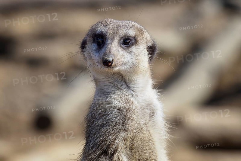 Suricata standing on a guard. Curious meerkat (Suricata suricatta)