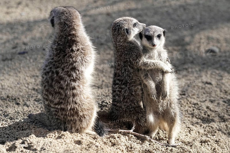 Two meerkats hugging each other and another one standing on sandy ground, meerkat or suricate (Suricata suricatta), captive, occurring in southern Africa