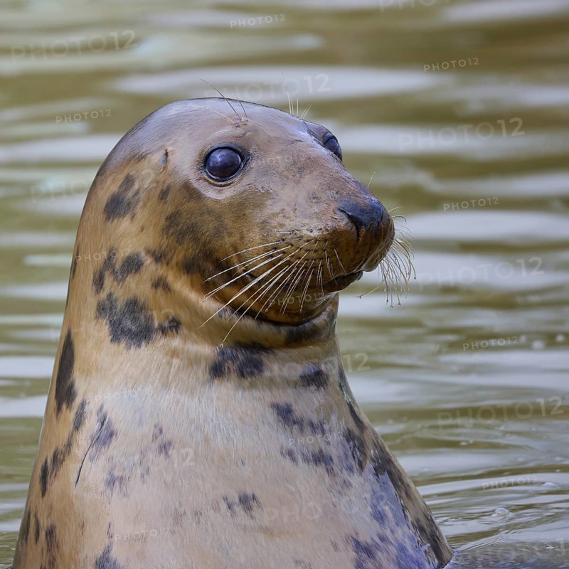 Curious Grey Seal, Halichoerus grypus, with head out of the water
