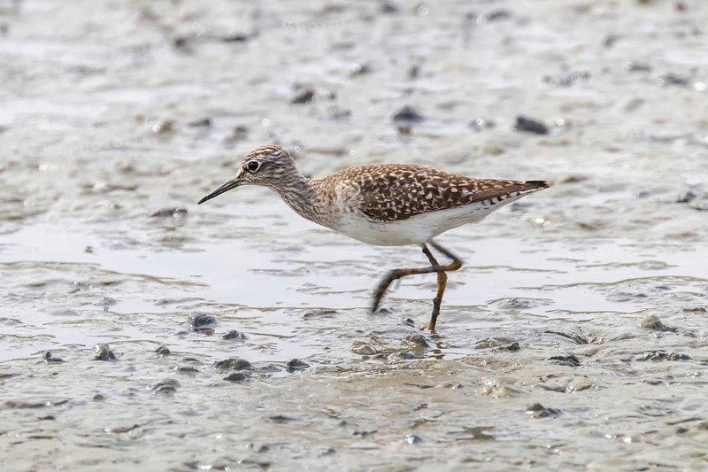 Sandpiper, Wood sandpiper (Tringa glareola)