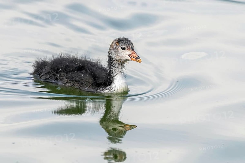 Eurasian Coot Chick (Fulica atra) Swimming