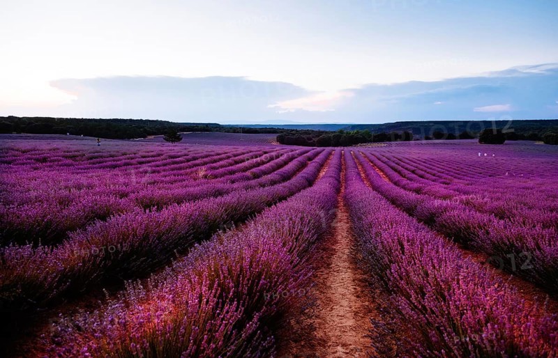 Beautiful image of lavender fields. Summer sunset landscape
