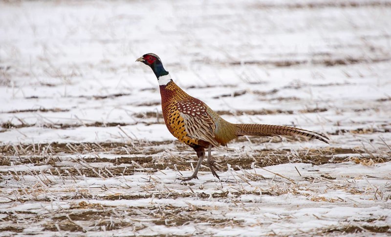Ring Neck Pheasant on the run Sasl