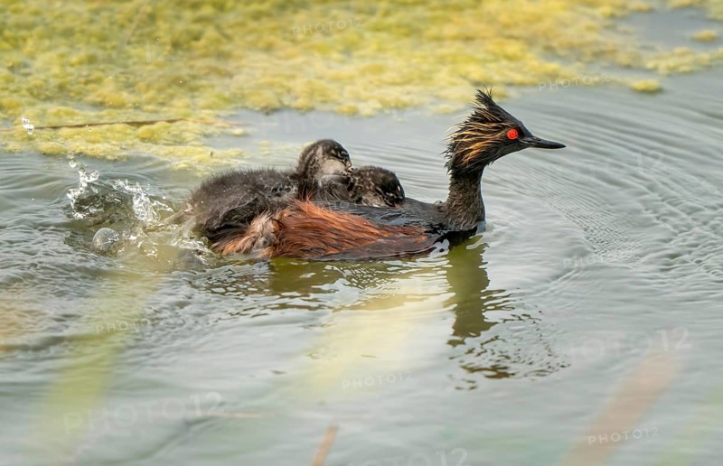 Eared Grebe Canada in Pond with Babies Saskatchewan Canada